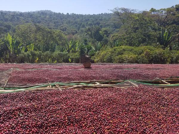 Yirgacheffe — Çiftliğin Hikayesi
